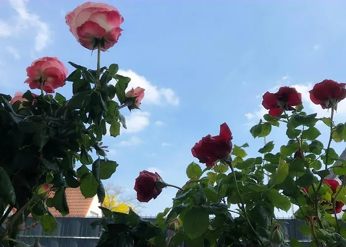 Exclusive Airport Апартаменты *