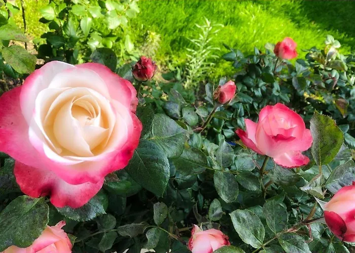 Апартаменты Exclusive Airport Кельстербах